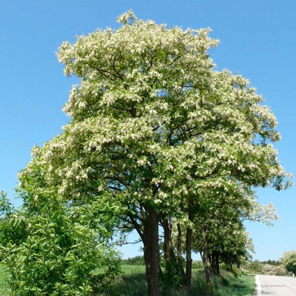 Белая акация робиния лжеакация. Крона акации. Зонтичная акация. Акация дерево. Робиния ложноакациевая.