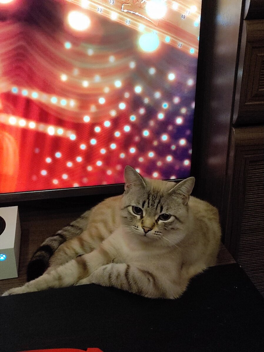 Все фотографии автора. На фото наш кот Василий 