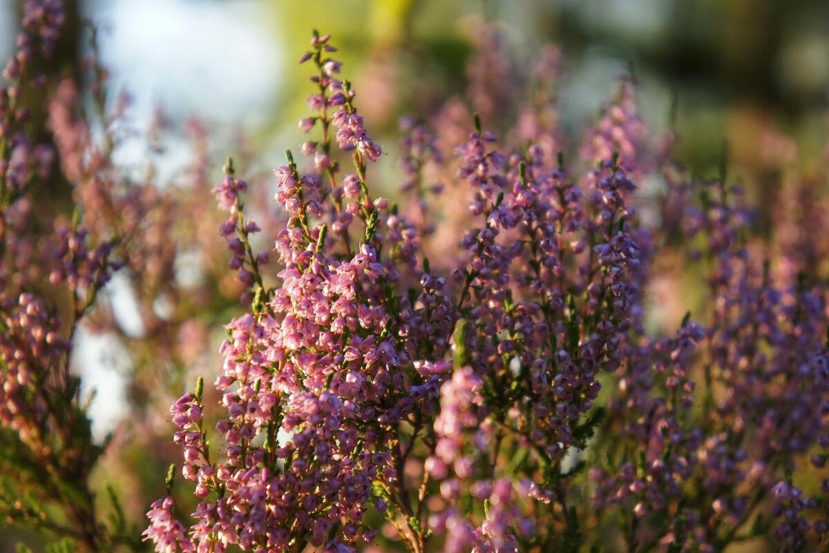 Calluna vulgaris Alicia