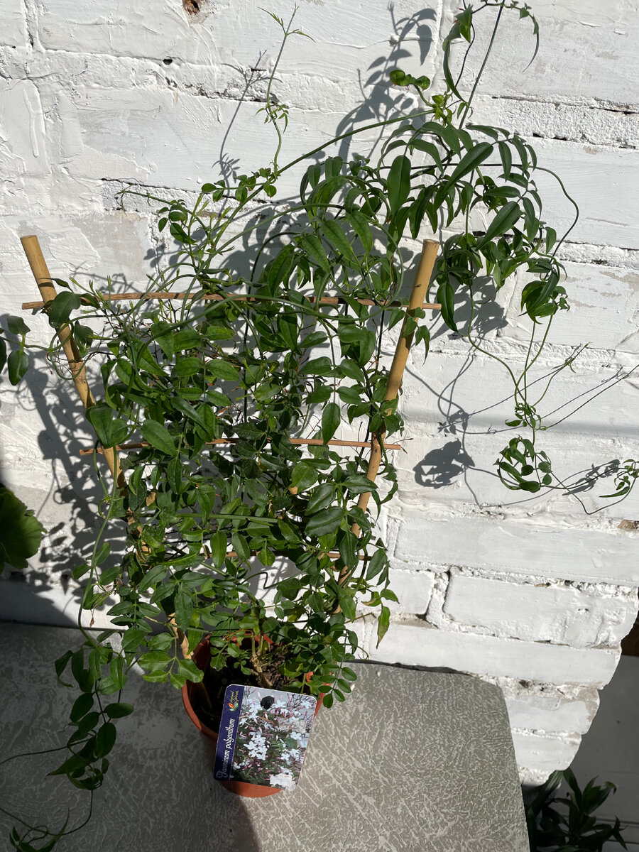 Жасмин многоцветковый сразу после покупки. Выглядит вполне себе хорошо.