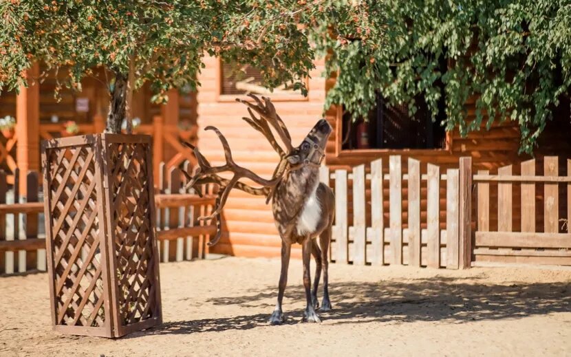    Государственный зоопарк Удмуртии празднует свое 15-летие. Фото: Маша Бакланова