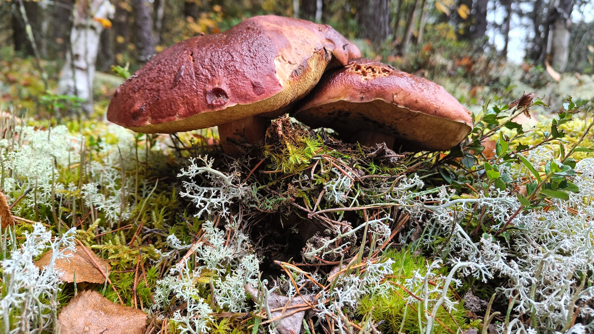 Коми деревня. Будни олега на природе в коми. Жить в деревне. Будни олега. Будни олега коми.