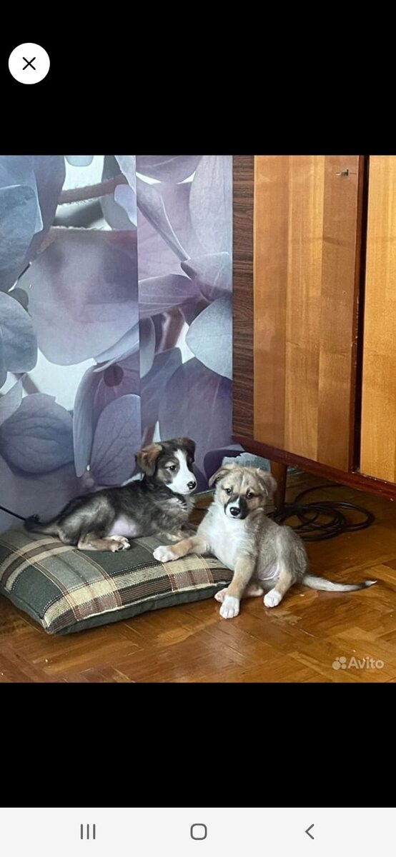 Дианна и Дана