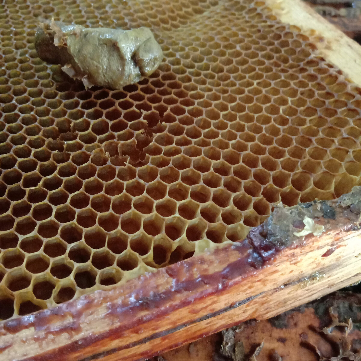 комочек - прополис августовского сбора.