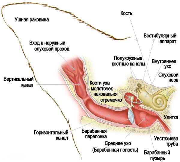 Устройство человеческого уха