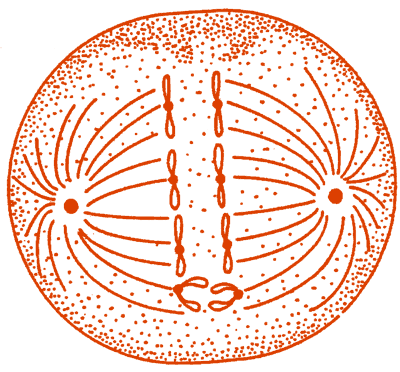 
Картинка для привлечения внимания: одна из фаз митоза