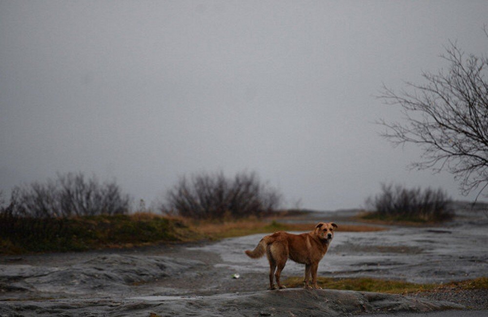 Неравнодушные жители Владикавказа и всей республики создали петицию для сбора подписей в защиту бездомных животных, сообщает News-R. 
Авторы написали душераздирающее послание, адресованное главе Северной Осетии Вячеславу Битарову.

В тексте обращения говорится, что самовольным отстрелом занимаются сотрудники коммунальных служб.

"В республике не действуют никакие законы о защите животных. Стреляют беззащитных собак у всех на глазах. Об охране и гуманности и речи нет", — сказано в петиции.

Инициатор письма сообщает, что люди ходят с оружием в руках, а полиция не обращает внимания из-за отсутствия состава преступления.