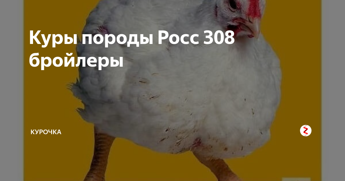 Бройлеры порода росс 308 отзывы