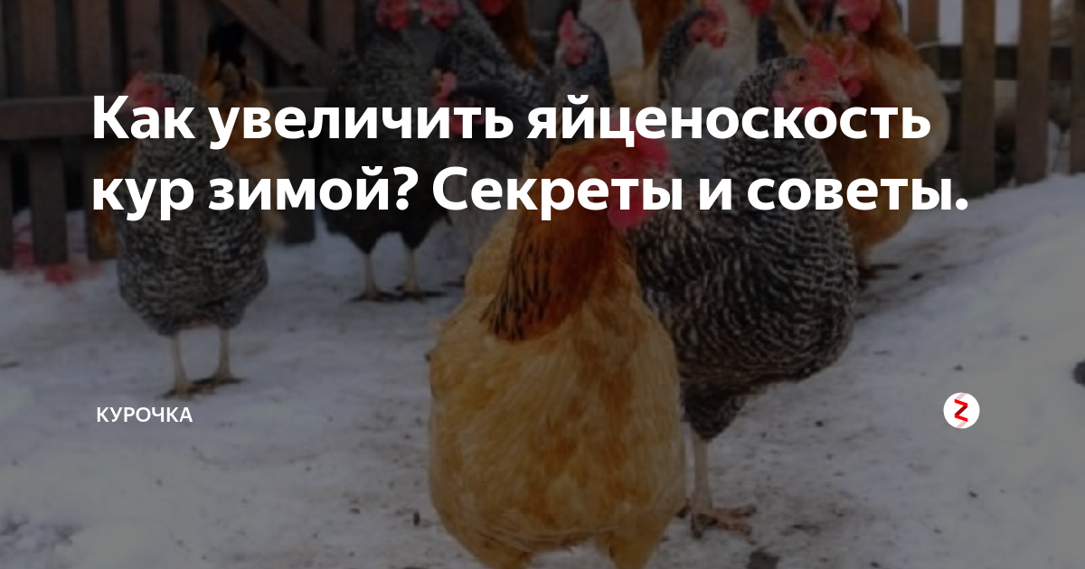 Яйценоскость кур несушек. Яйценоскость кур. Повышение продуктивности для кур. Как увеличить яйценоскость кур. Яйценоскость кур зимой.