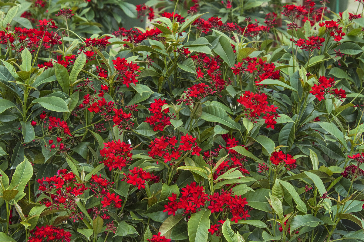 Низкие кустарниковые растения с красными цветами
