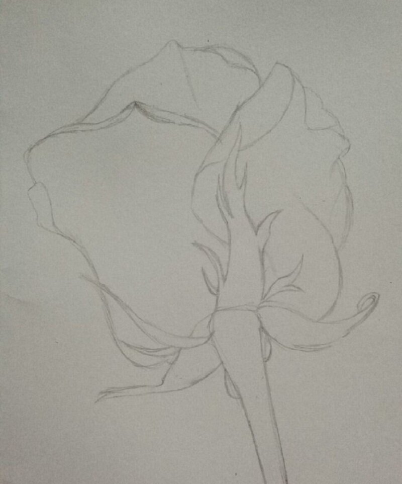 Для начала с помощью простого карандаша сделай набросок цветка. Роза не должна быть идеально ровной, ведь природа несовершенна…
