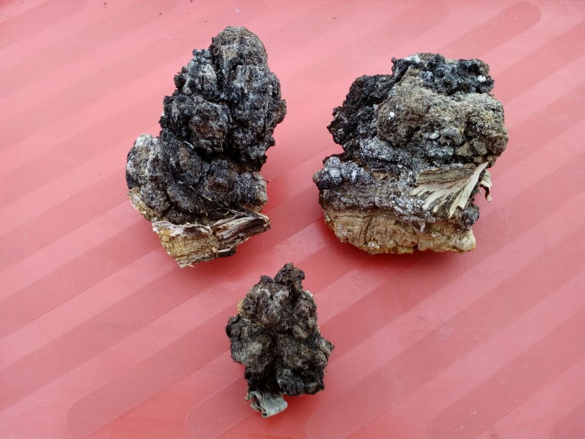 Чага снаружи может быть разнообразных форм и размеров.