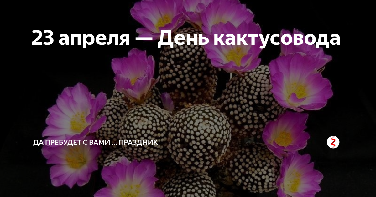 День кактусовода 23 апреля картинки