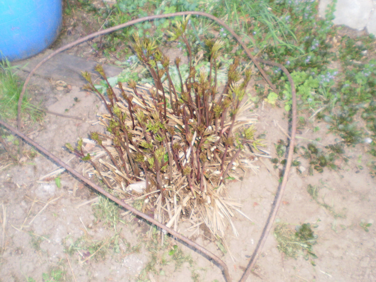 Для пионов нужно делать подпорки