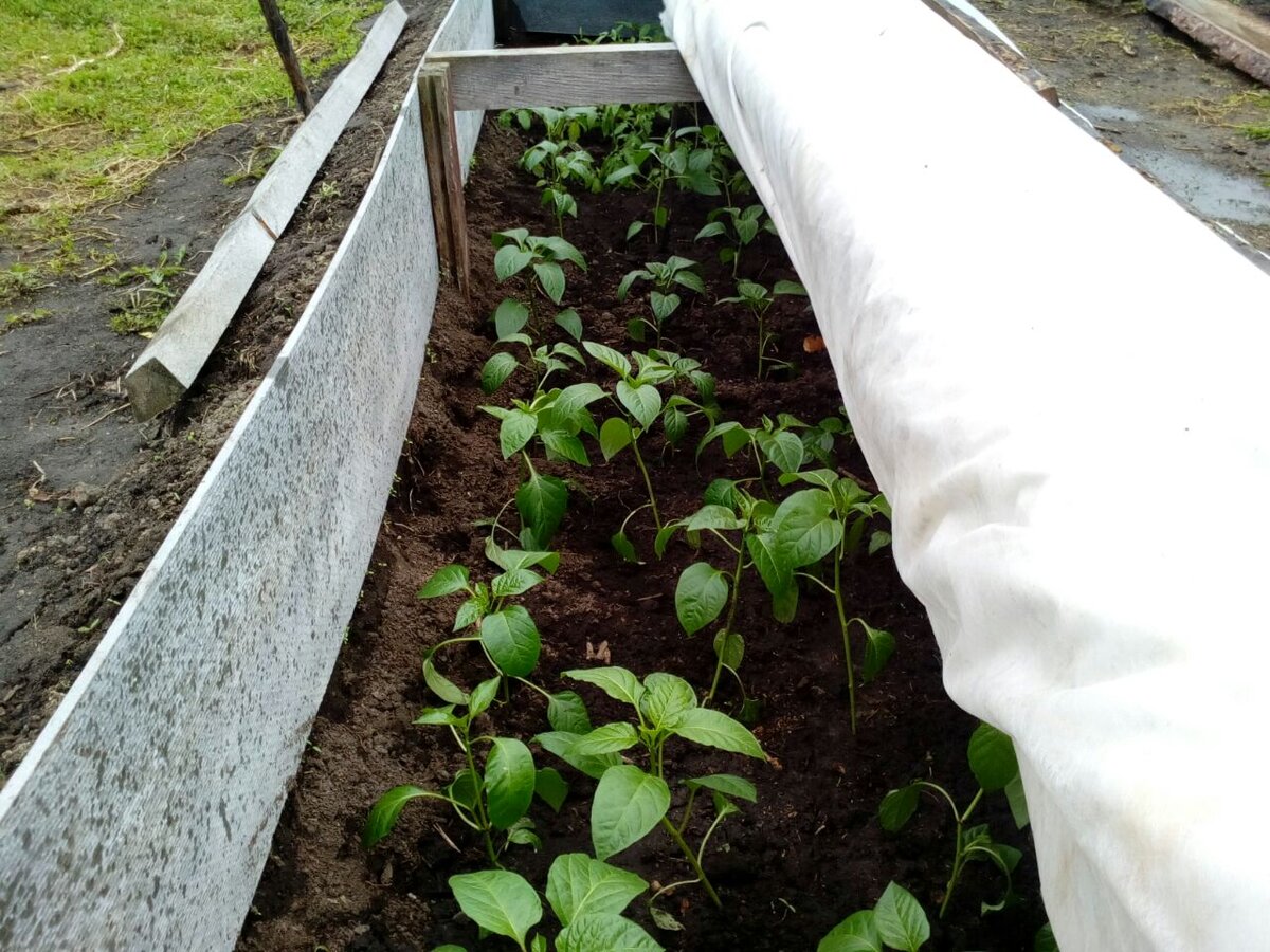 открытый парник после снега




 