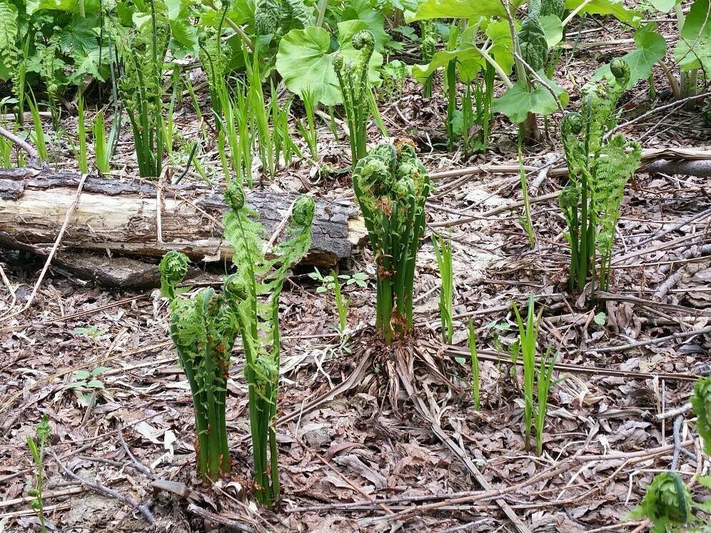 Папоротник . Автор фото: Илона Ан