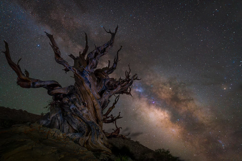 Guarding the galaxy. Фотограф Jez Hughes из Великобритании.