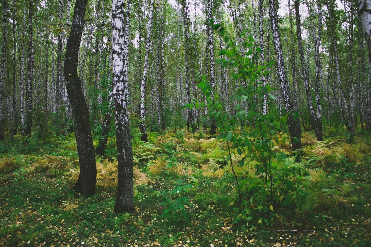 Лес