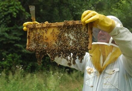 фото с сайта http://dachnaya-zhizn.ru