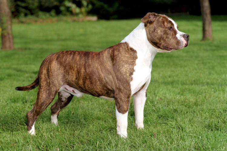 Amerikanski sales stafford terrier