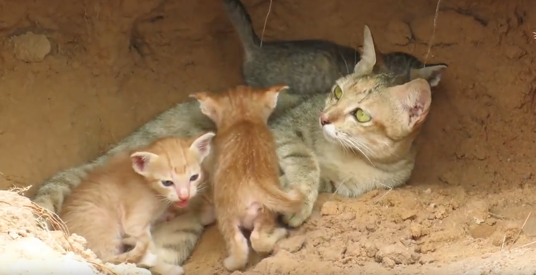Кошка с котятами