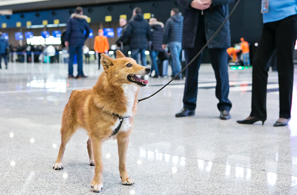 Шалайка .фото: Life.ru