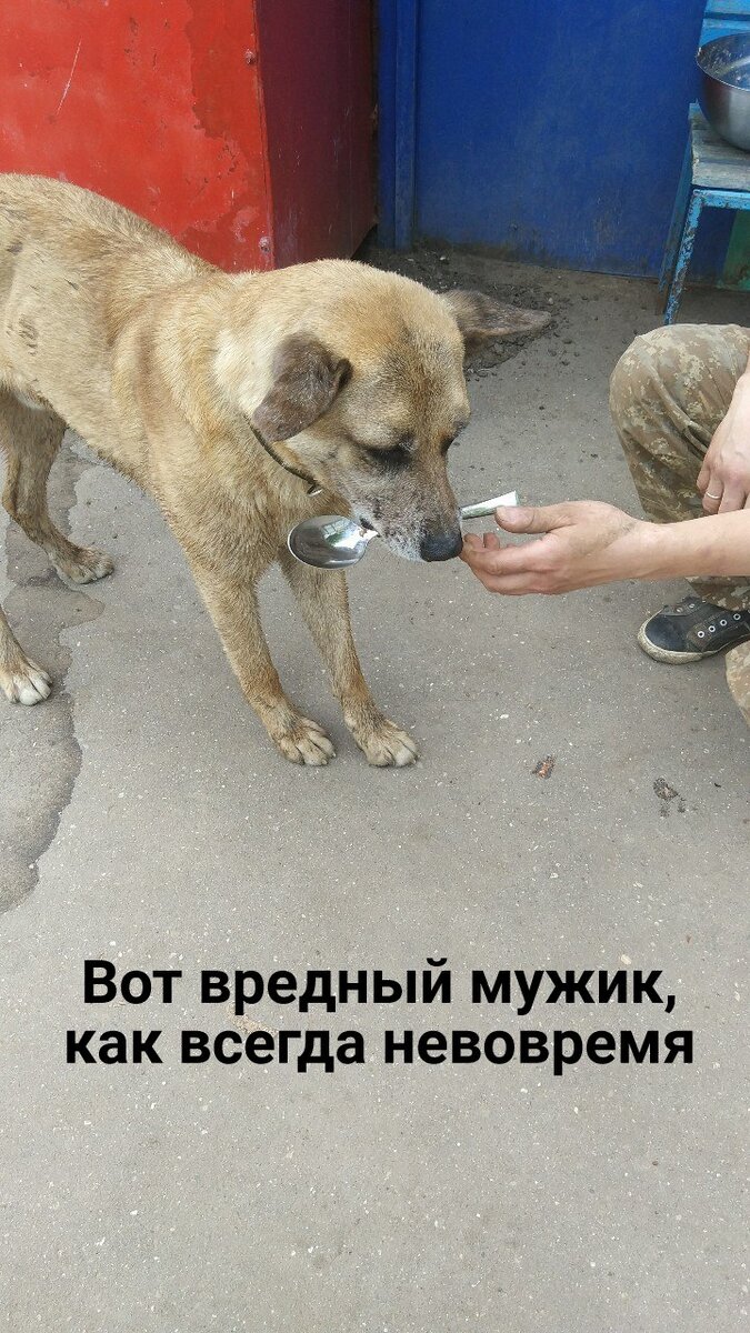 Возможно, ложки крадут собаки