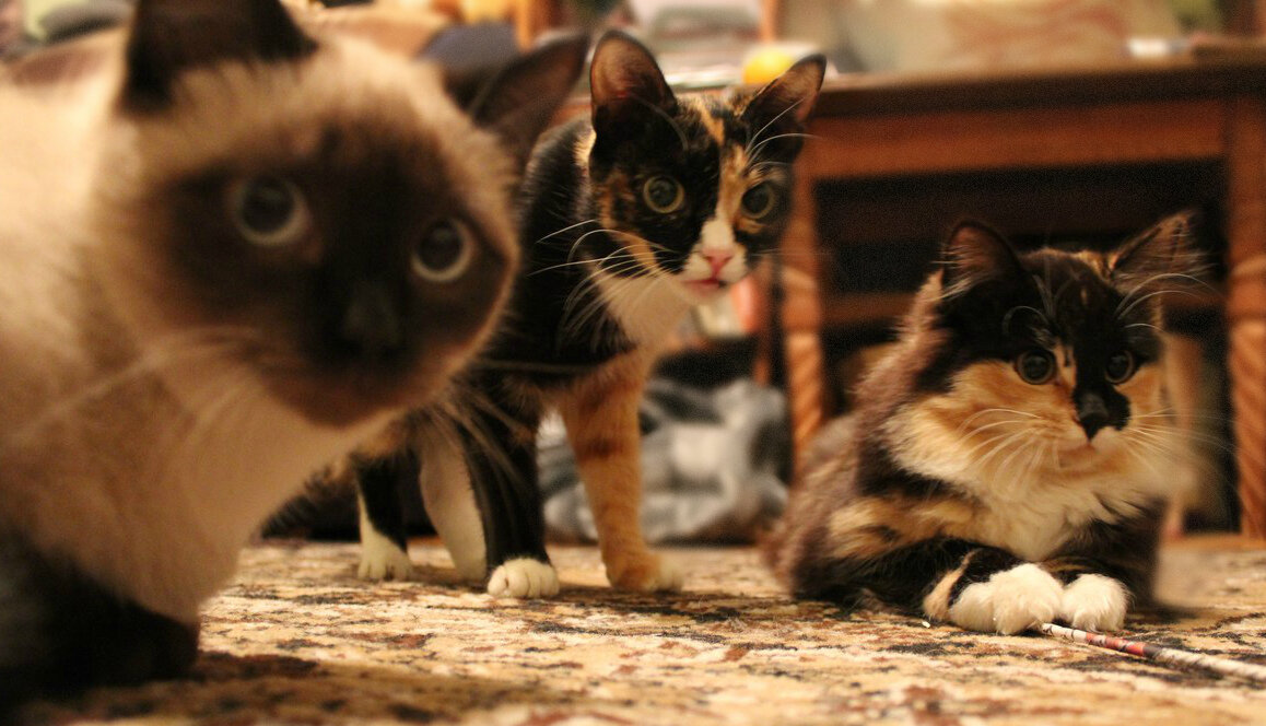 Фото Чухломиной Марии - Маркиза, Шмыгалка, Муха