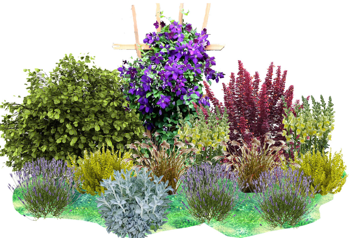 Композиции с сиренью в ландшафтном дизайне схемы фото