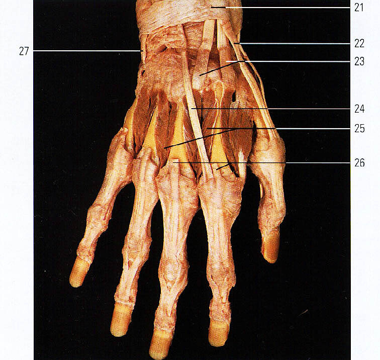 Сухожилия кисти руки человека в картинках