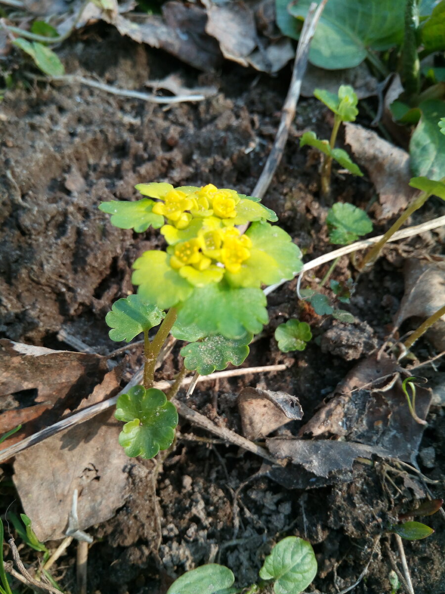 Селезёночник очерёднолистный. Фото от 1 мая 2019 г.