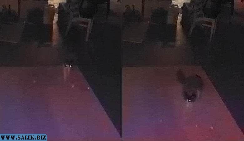 Пользователь социальной сети Reddit выложил на сайт загадочную видеозапись. Она сделана в подвале его дома. На ролике видны небольшие светящиеся шарики, летающие параллельно друг другу низко над полом.