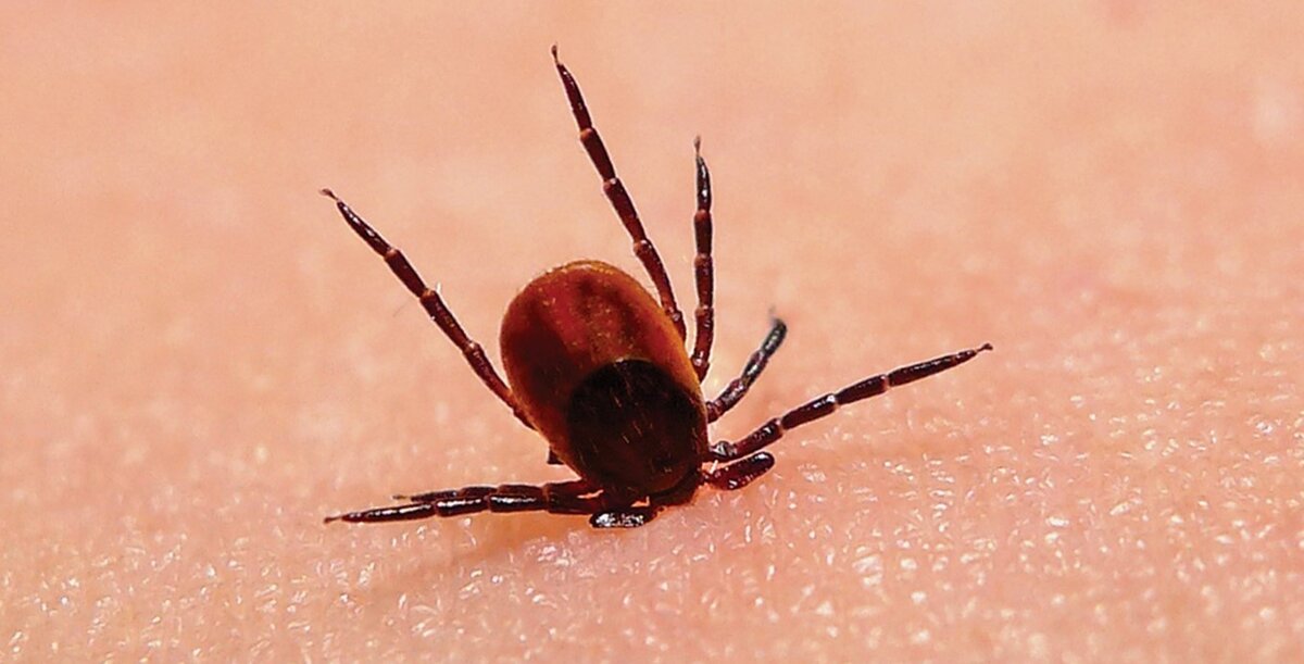 Фото из интернета, примерно так выглядел и наш клещ.