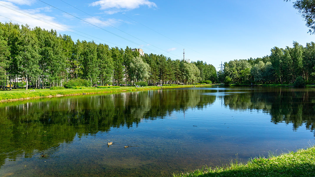 Сосновка парк в санкт петербурге