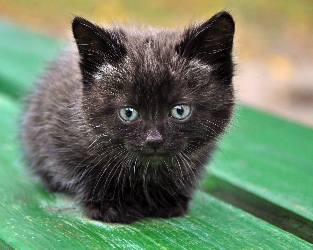 Не Чунька. Но похож. Незнакомый котенок с "обоев" , найденный на просторах интернета.