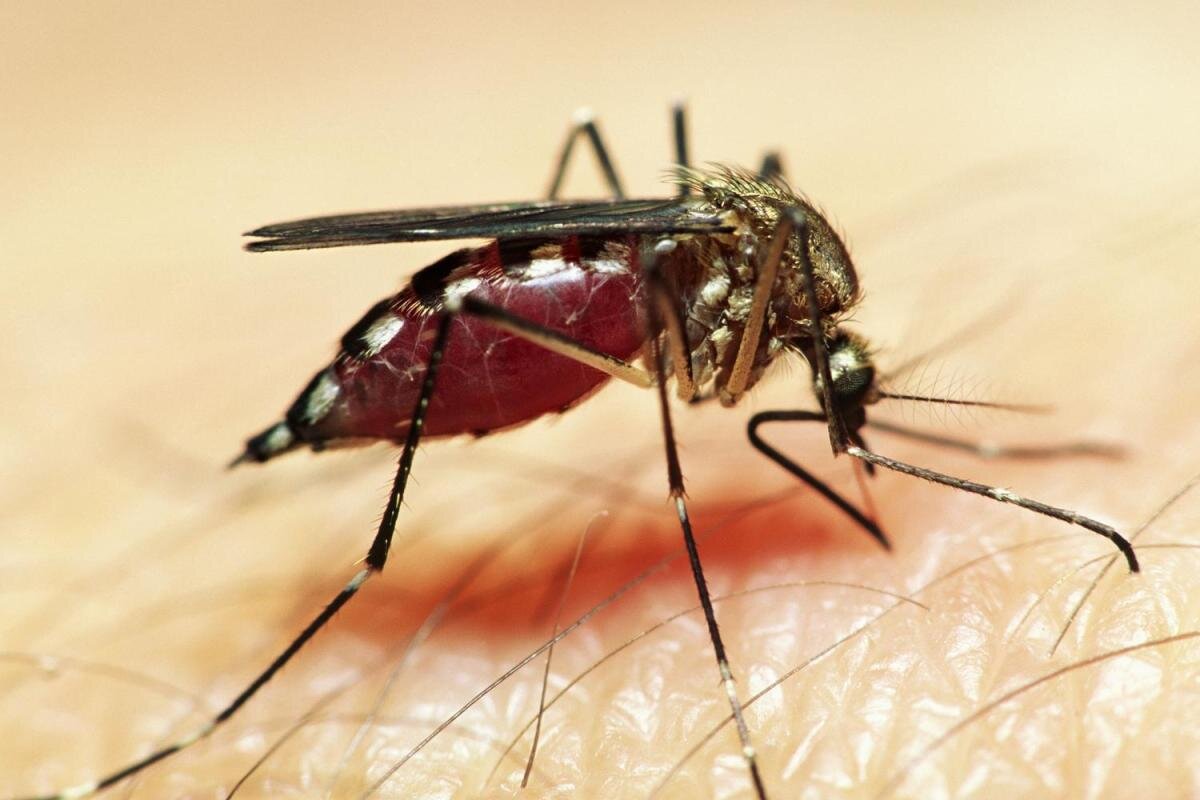 Как помогает комар волосами