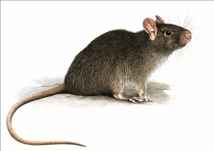 Картинка из свободного доступа.