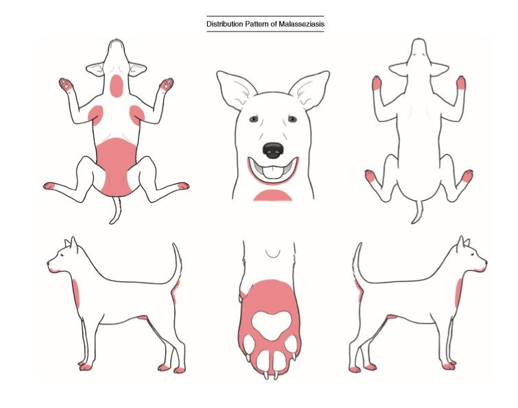 Типичные места кожаных проблем на собаке