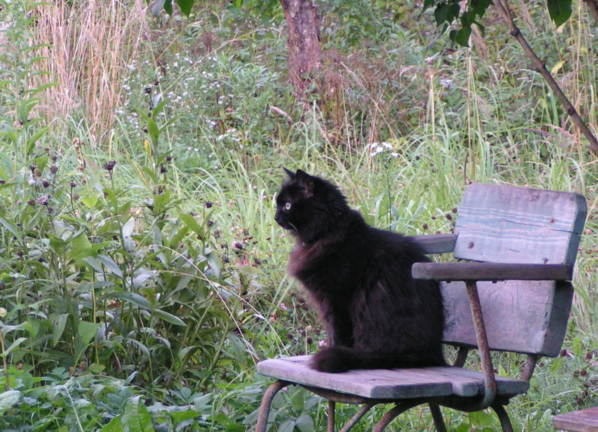 Кошка дачи купить. Дачные кошки. Кошки на даче летом. Черно белые кошки на даче. Чёрно белая осень пушистая кошка на даче.
