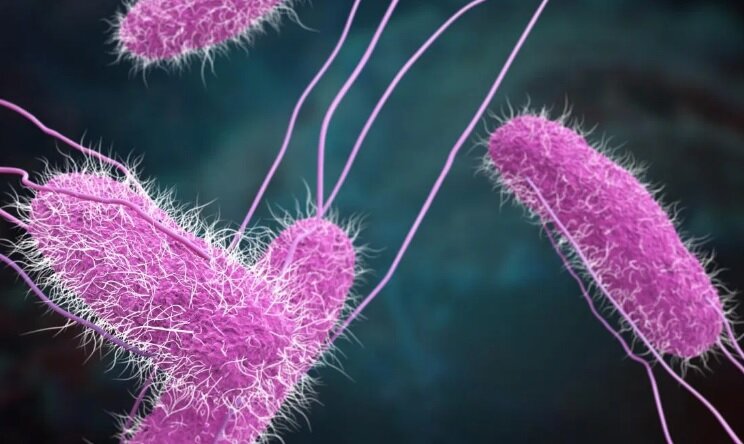 Бактерии сальмонеллы могут вызвать пищевое отравление.