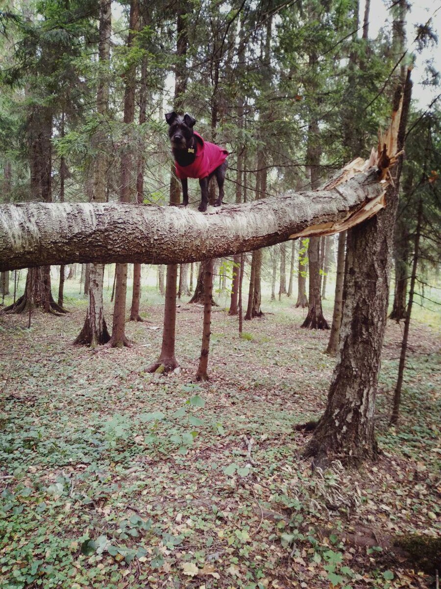 Мой отважный древолаз