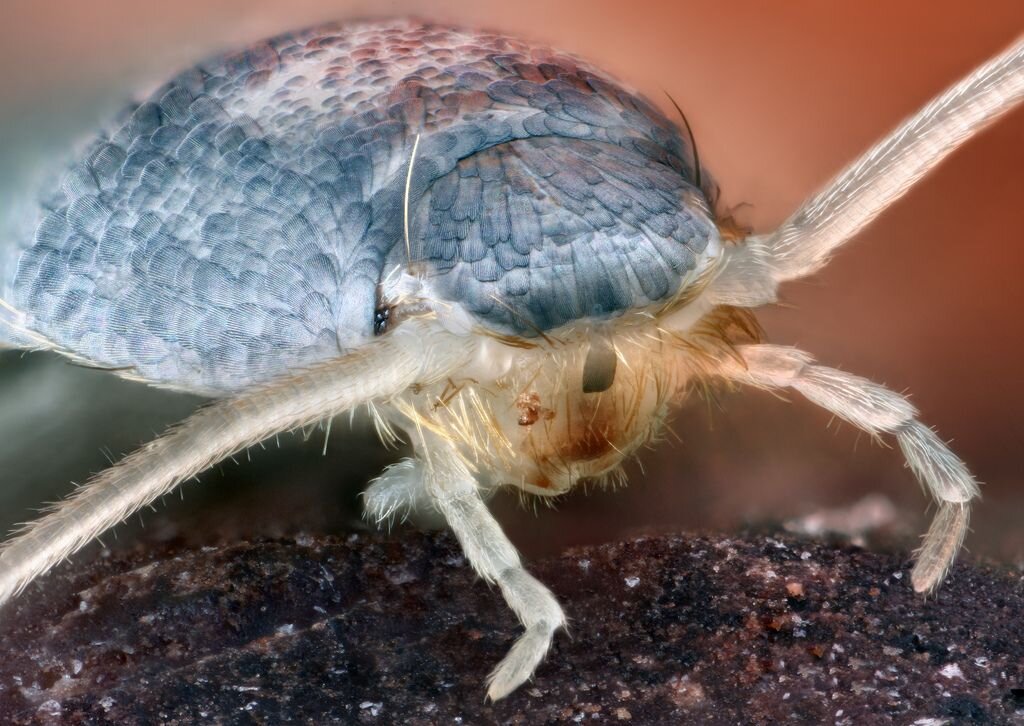 Обыкновенная чешуйница (Lepisma saccharina). Фото: Matthias Lenke