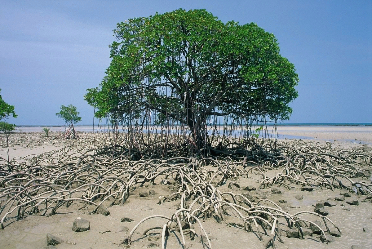 Эти деревья живут в соленой воде. Ходульные корни мангры. Мангровые заросли Австралии. Мангровые леса Австралии. Растения Австралии мангры.