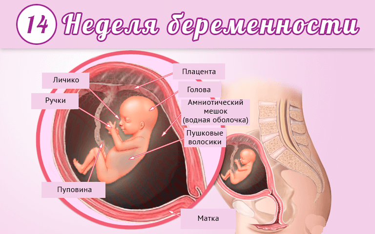 недели беременности