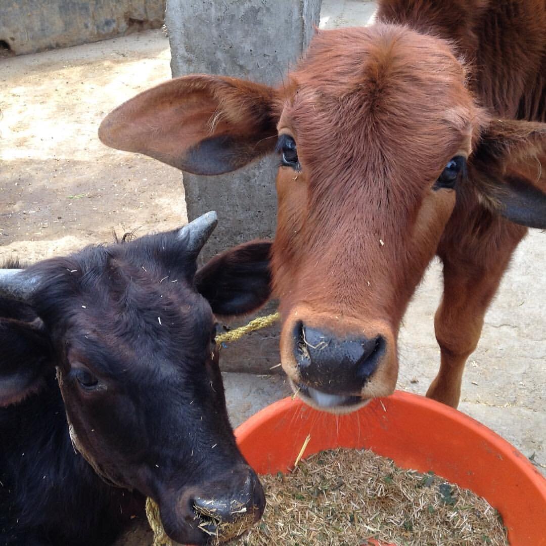 Это домашние коровки