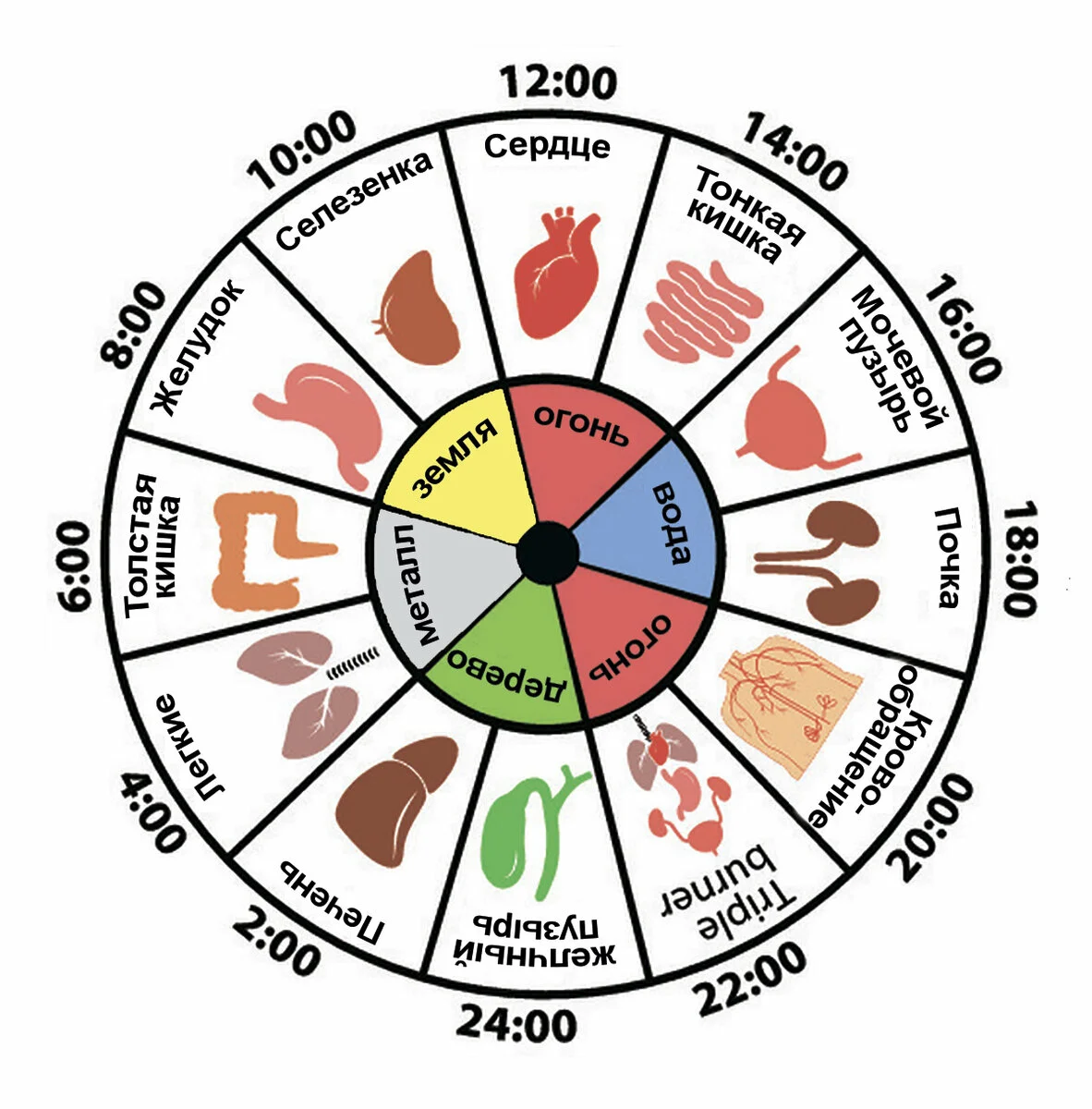 Син время работы. Часы органов по китайской медицине. Китайские часы меридианов. Часы активности меридианов человека. Активность органов по часам.