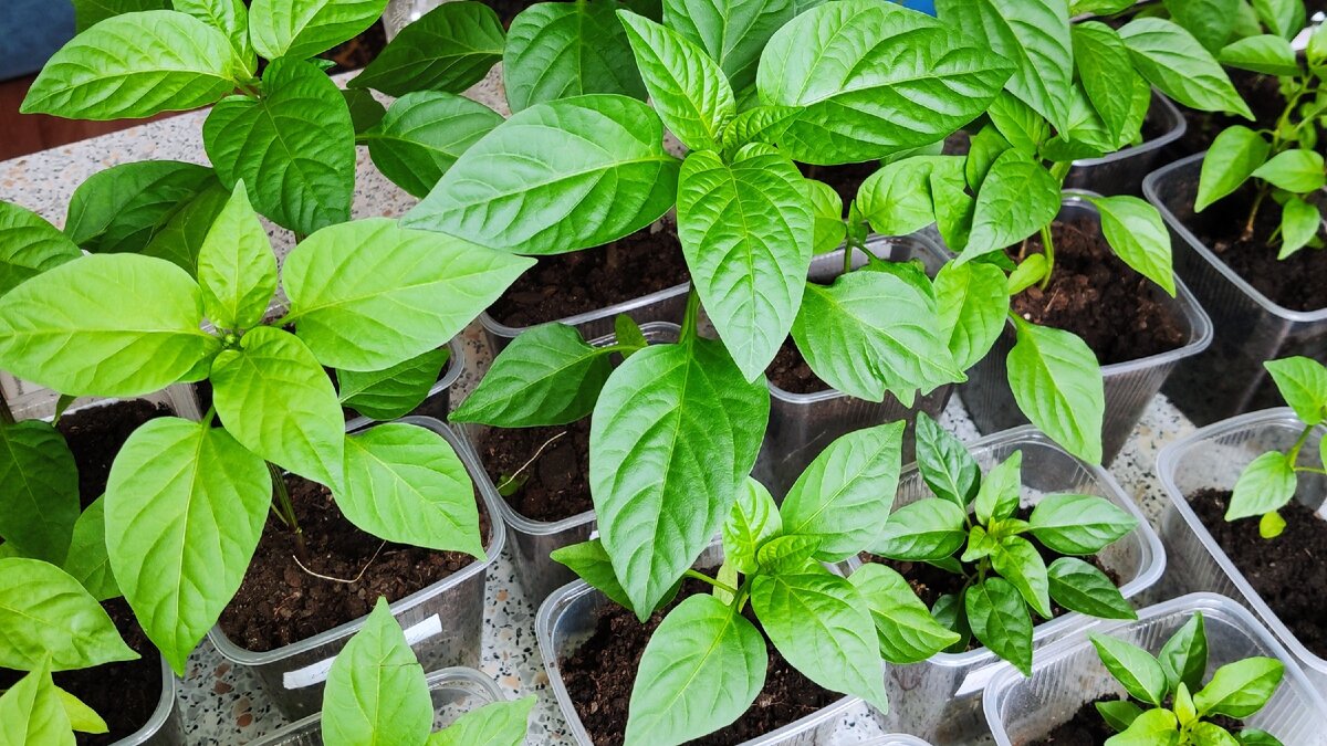 Моя рассада 2020 года