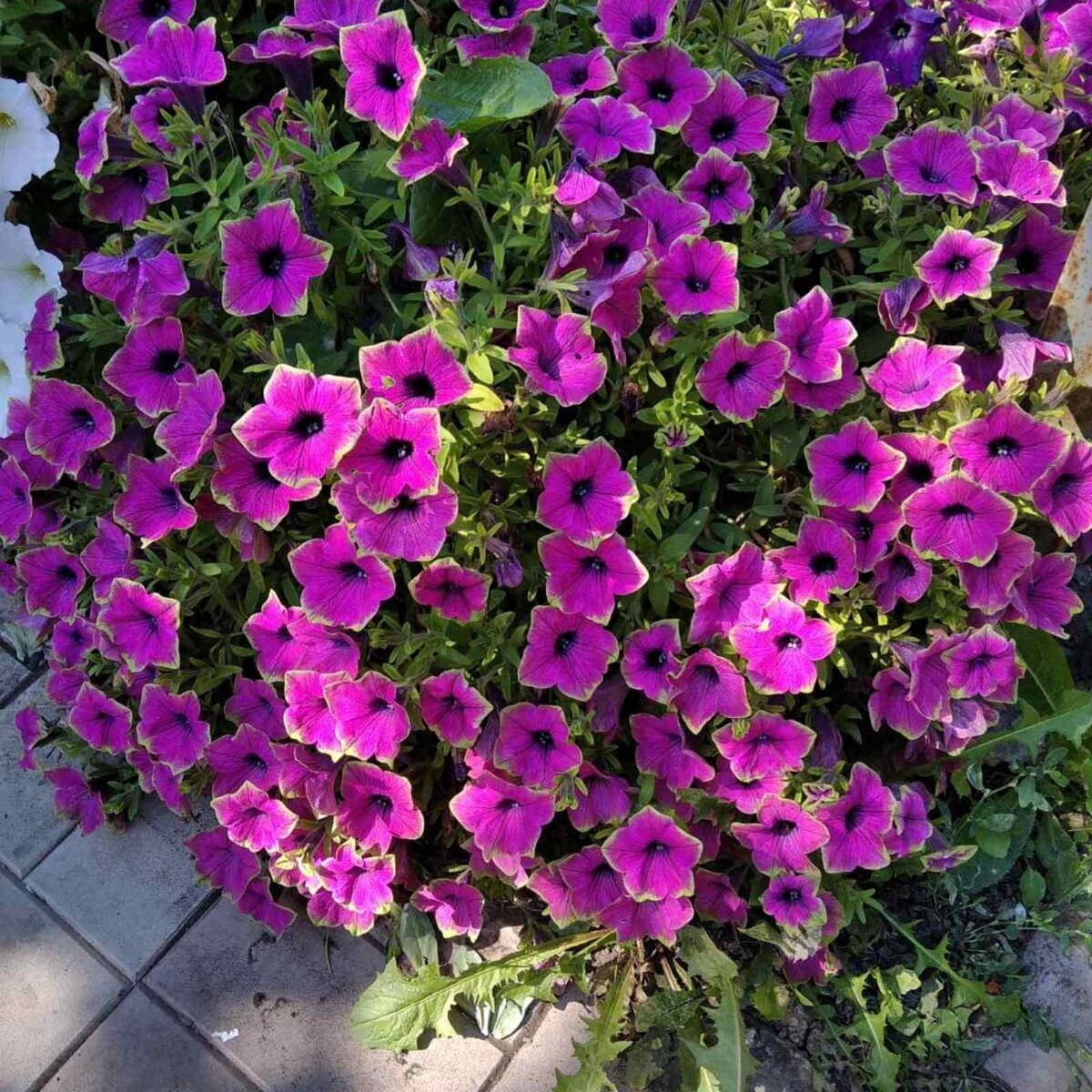 Петунии на моем дворе.