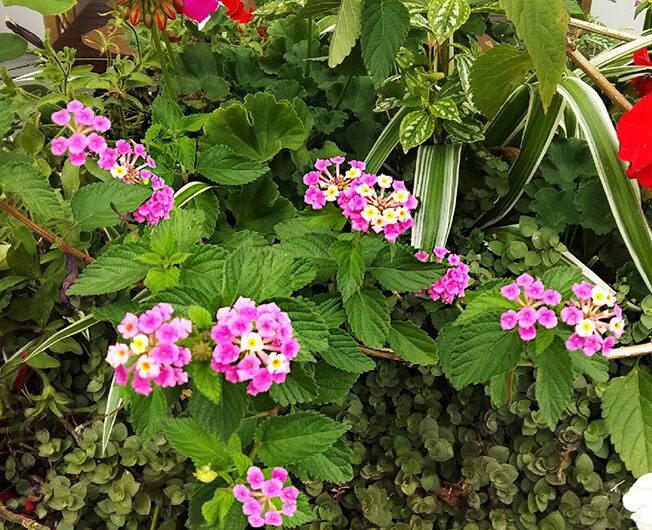 лантана в композиции из комнатных цветов