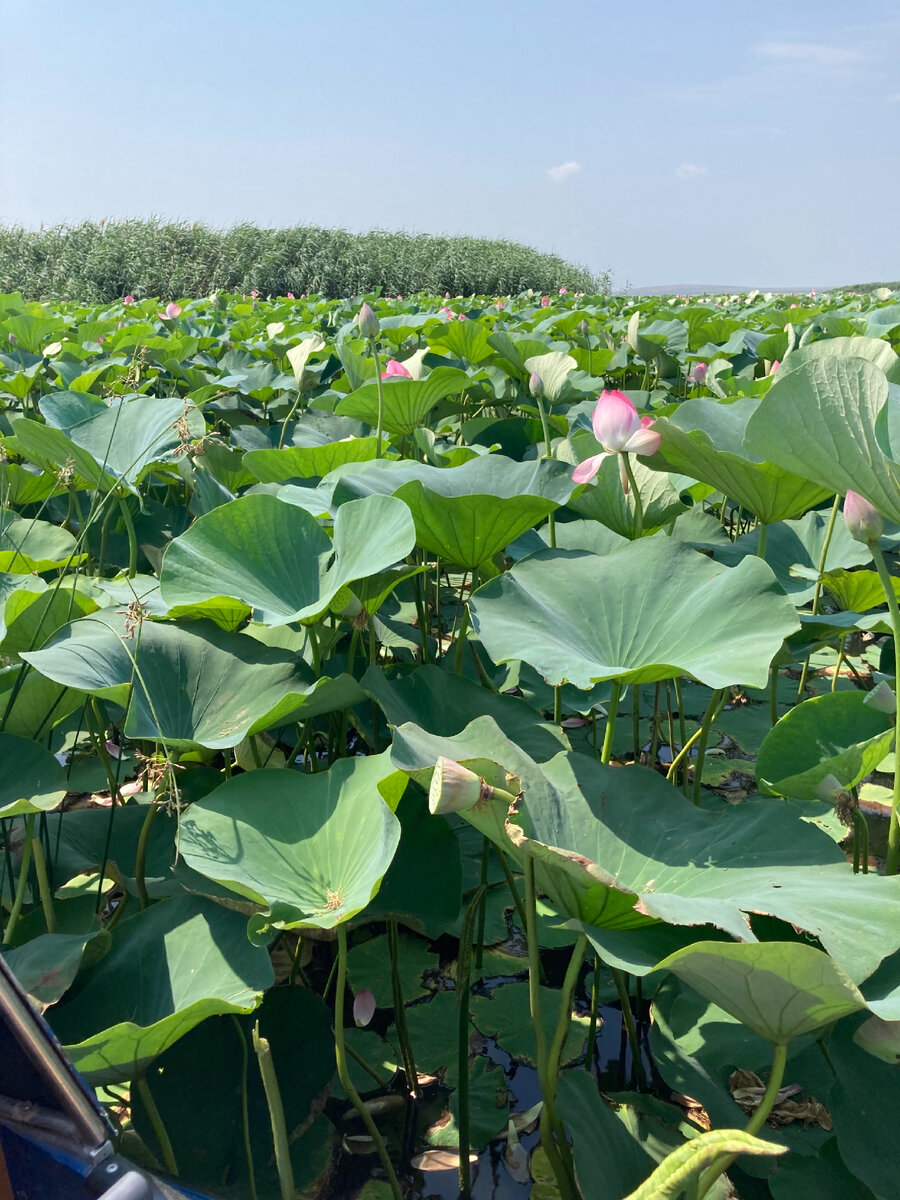 Долина Лотосов